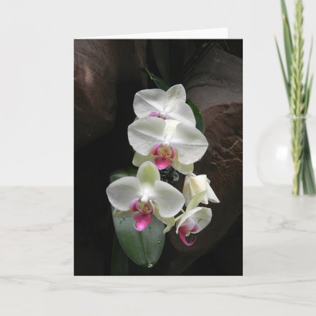 Carte La sympathie assez blanche d'orchidées ou vous (Devant)