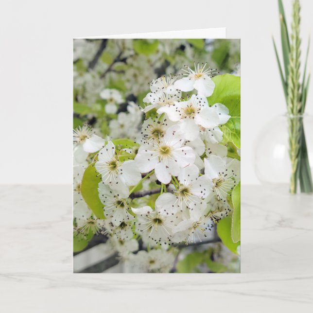Carte La sympathie fleurit dans l'arbre de pomme de crab (Devant)