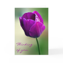 La tulipe pourpre pensant à vous cardent
