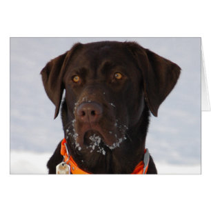 Carte Labrador au chocolat