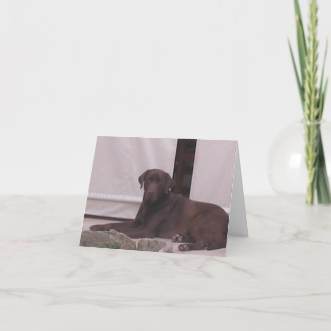 Carte labrador chocolat couché (Devant)
