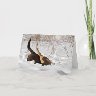 Carte Labrador Retrivers Creating In Snow Greeting