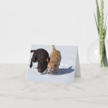 Labrador Retrivers Suivi Dans La Voiture De Neige