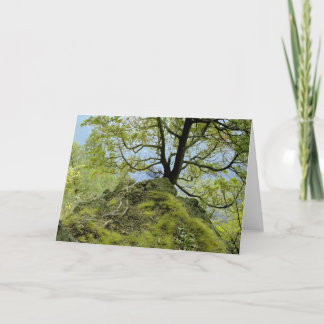Carte Lac Champlain tree/