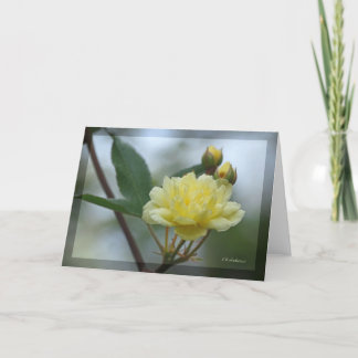 Carte Lady Banks Rosea