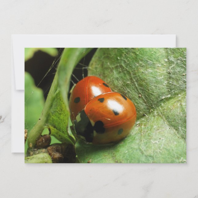 Carte Ladybirds (Devant)