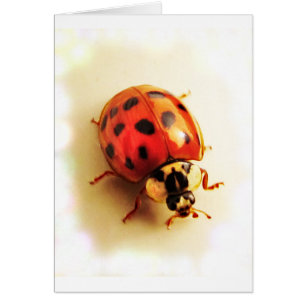 Carte Ladybug