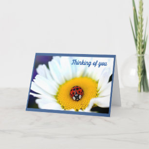 Carte Ladybug sur White Daisy