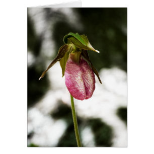 Carte Lady's Slipper #8299