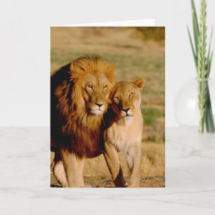 Carte L'Afrique, Namibie, Okonjima. Lion et lionne