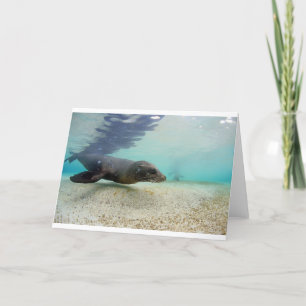 Carte Lagune sous-marine de paradis d'otarie