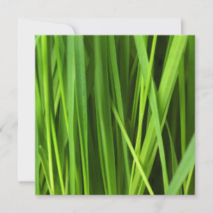 Carte Lames d'herbe