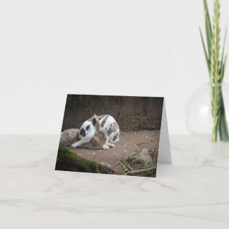 Carte Lapin