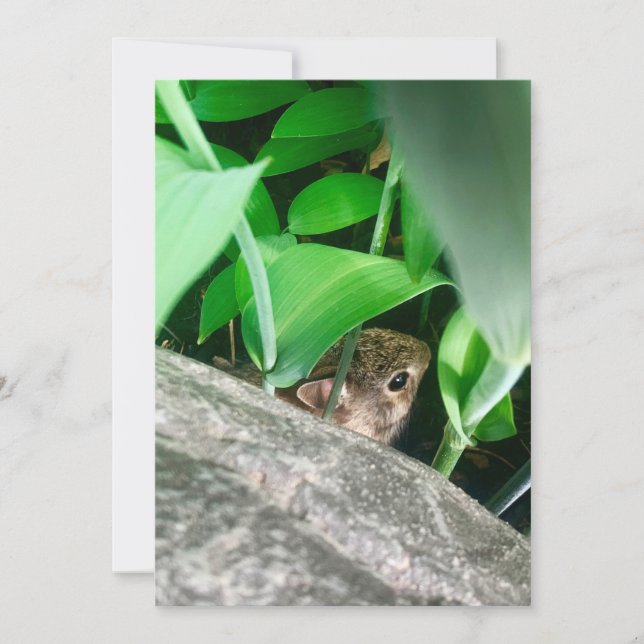 Carte Lapin bébé (Devant)