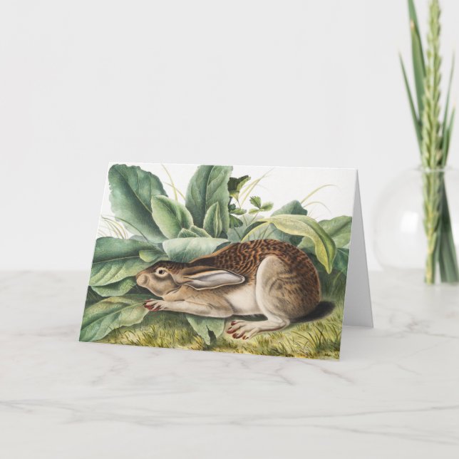 Carte Lapin lièvre à queue noire (Lepus negricaudatus) (Devant)