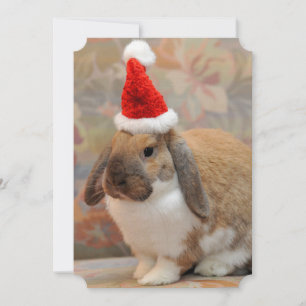 Carte Lapin nain ou lapin