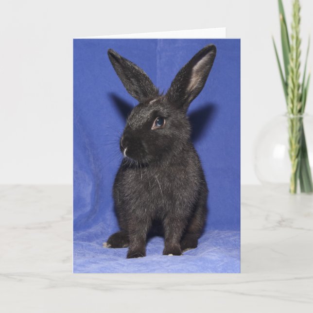 Carte Lapin noir (Devant)