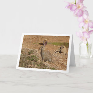 Carte Lapin sauvage dans le Canyon
