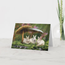 Lapins au pays des merveilles (carte lapins et cha