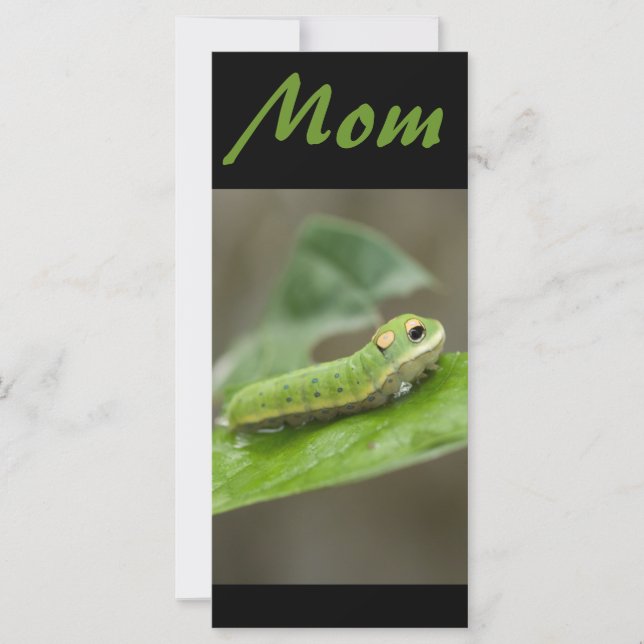 Carte Larva de la chenille papillon (Devant)