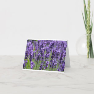 Carte Lavender