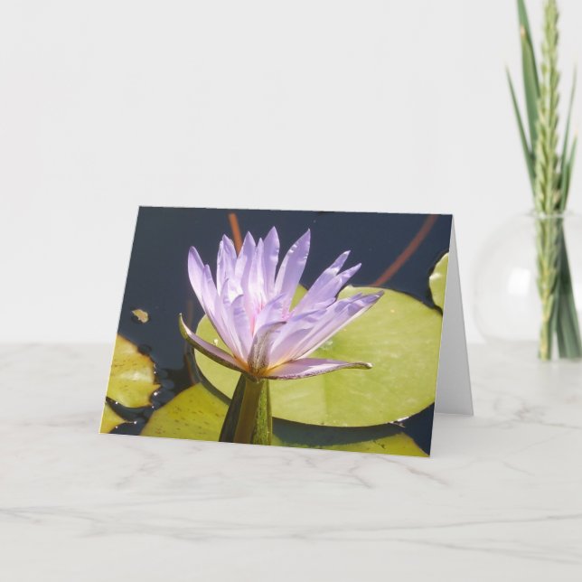 Carte Lavender Water Lily (Devant)