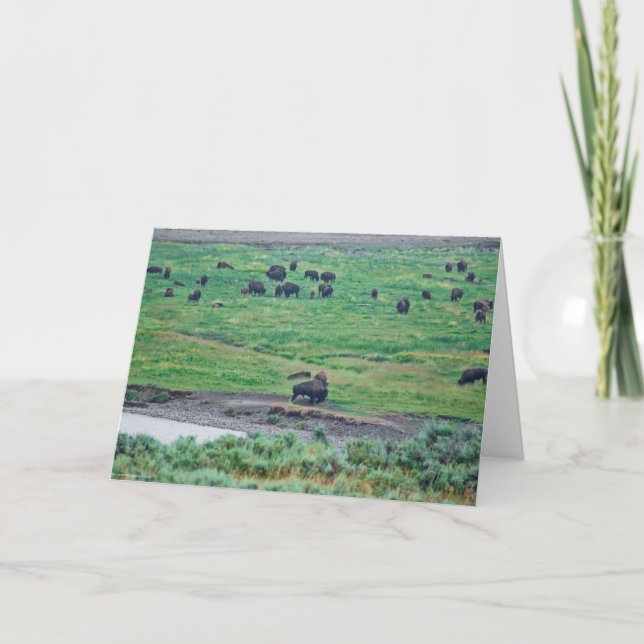 Carte Le bison américain (Devant)