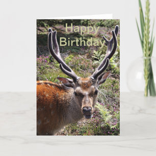 Carte Le cerf d'anniversaire