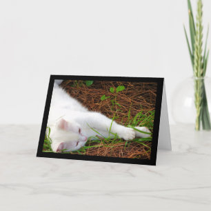 Carte Le Chat dans les Aiguilles de Pin