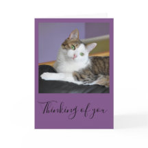 Le chat tigré pensant à vous cardent