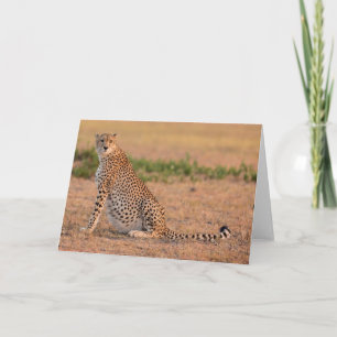 Carte Le Cheetah repose tôt le matin