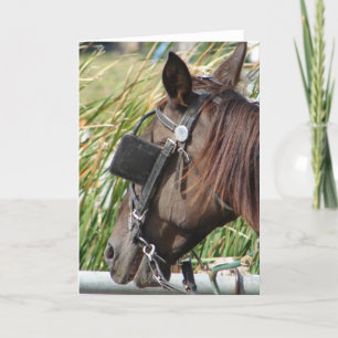 Carte Le Cheval Amish au poste de tir