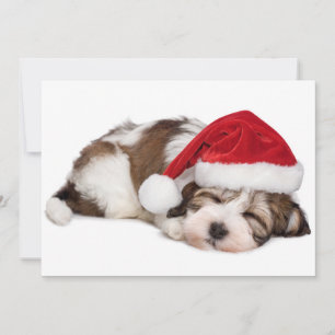 Carte Le Chien Chien Chien Chien Chien Chien Qui Dort Mi