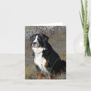 Carte Le chien de montagne bernois bonjour Merci d'amour