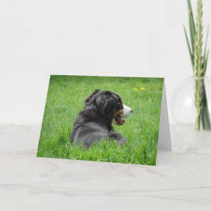 Carte Le Chien De Montagne Bernois Jouit Du Soleil, Anni