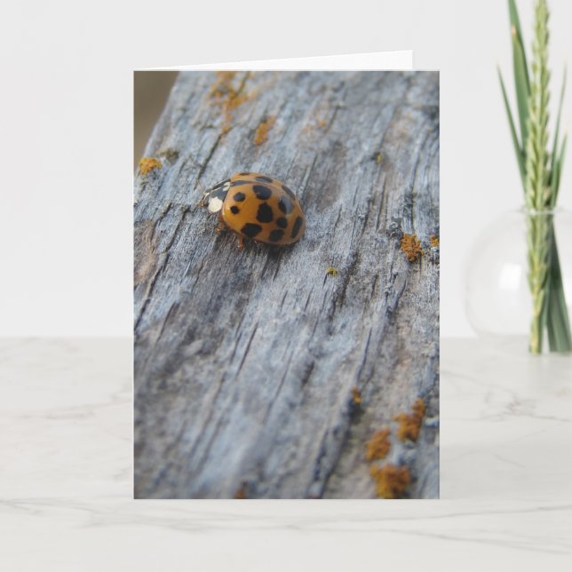 Carte Le coléoptère japonais sur la clôture (Devant)