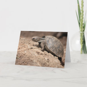 Carte Le défi de la tortue