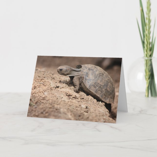 Carte Le défi de la tortue (Devant)