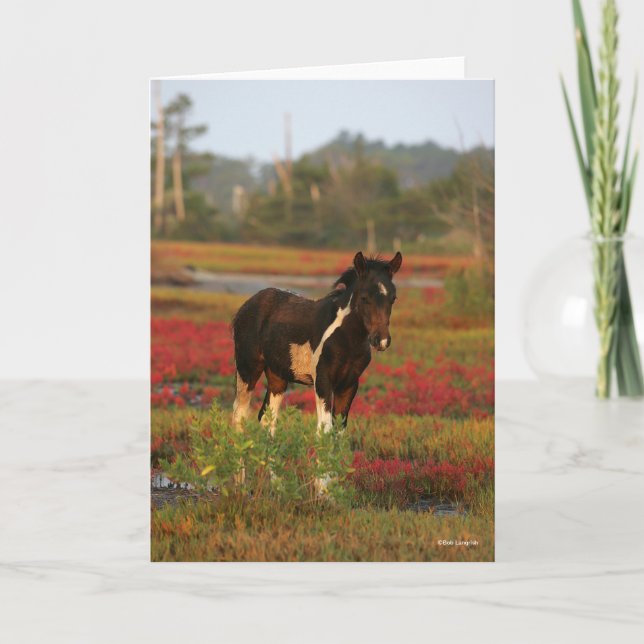 Carte Le Foal De Chincoteague En Fleurs Rouges (Devant)