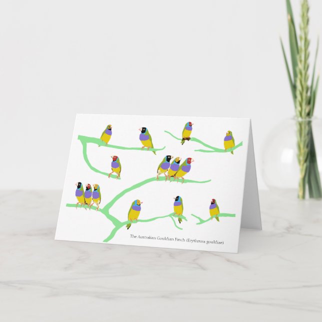 Carte Le Gouldian Finch (Erythrura gouldiae) (Devant)
