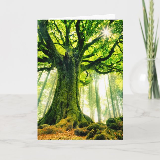 Carte Le hêtre de Ponthus (Devant)