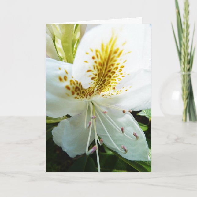 Carte Le jour de mère Rhody (Devant)