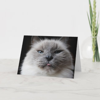 Carte Le minou de Ragdoll colle la langue