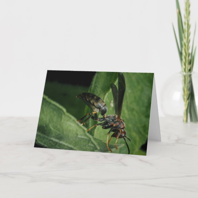 Carte Le minuscule aviateur de la nature (Devant)