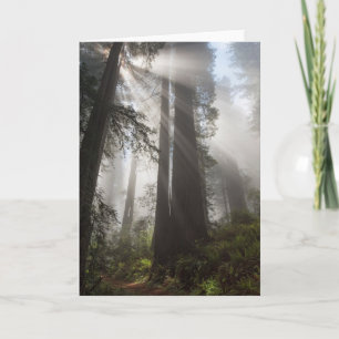 Carte Le parc national de Redwood Californie