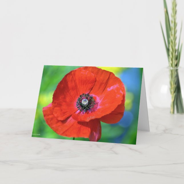 Carte Le pavot rouge sous la lumière du soleil (Devant)