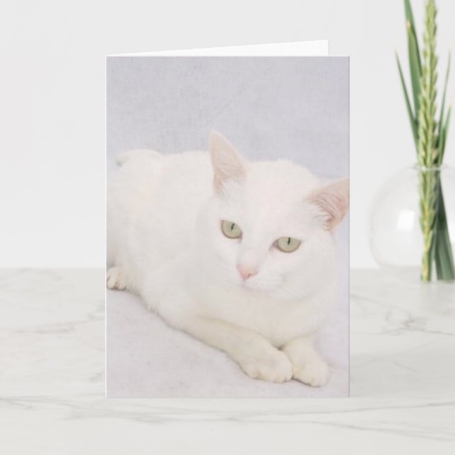 Carte Le Petit Chat Blanc (Devant)