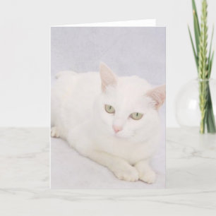 Carte Le Petit Chat Blanc