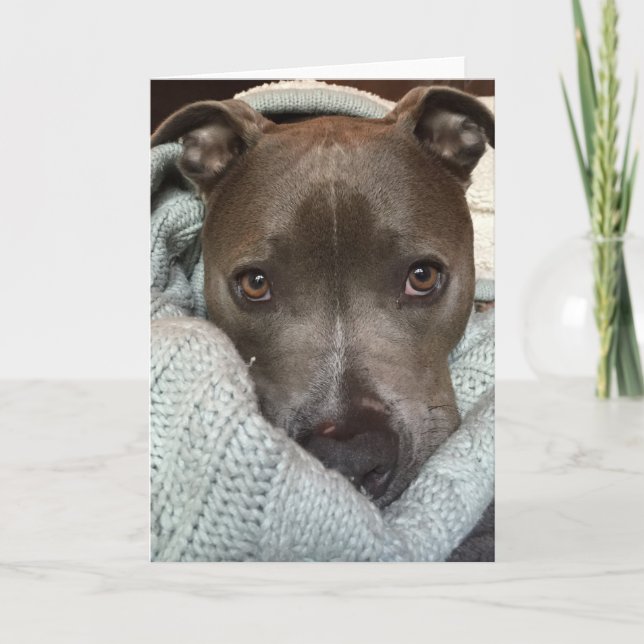 Carte Le Pitbull- féroce ? Je pense pas. (Devant)