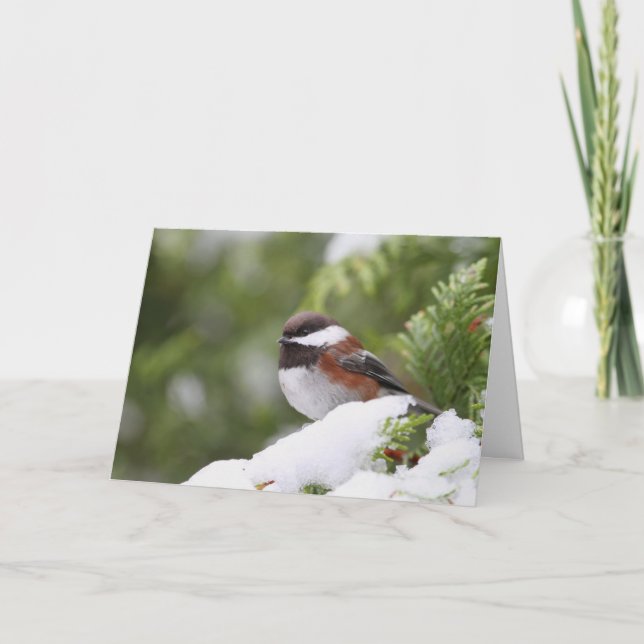 Carte Le poulet en neige sur un cèdre (Devant)